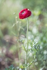 Obraz premium red rose in the garden