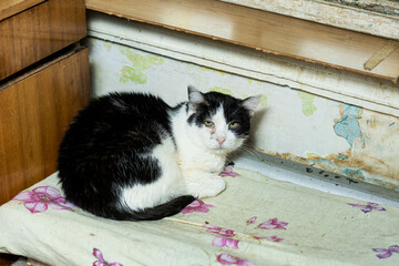 cats at a shelter for stray cats in Cheboksary