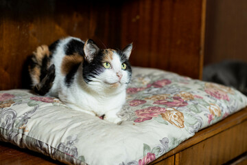 cats at a shelter for stray cats in Cheboksary