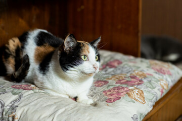 cats at a shelter for stray cats in Cheboksary