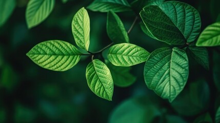 Lush green leaves, close-up, natural background, nature photography, website banner