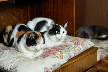 cats at a shelter for stray cats in Cheboksary