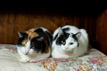 cats at a shelter for stray cats in Cheboksary