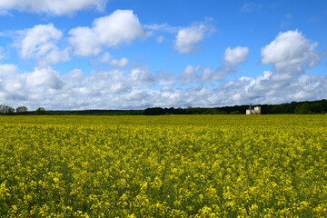 Obraz premium A vast yellow canola field in full bloom under a blue sky with clouds, featuring a grain silo in the background.