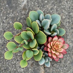 Fresh eucalyptus leaves and succulents on a stone surface, minimalist, eucalyptus leaves