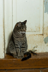 cats at a shelter for stray cats in Cheboksary