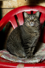 cats at a shelter for stray cats in Cheboksary