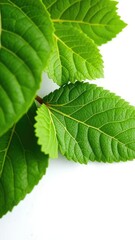 Macro shot of Eurycoma longifolia leaves on a white surface with veins, plant life, texture, eurycoma longifolia