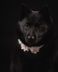 Little black beauty dog