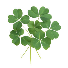 Lucky clover leaves on a transparent background nature isolated image