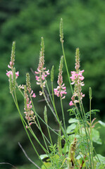 In the meadow among the herbs blooms sainfoin (onobrychis).