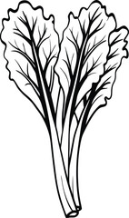 Obraz premium Vector illustration of kale, also called borecole, and curly cabbage, isolated on white background 