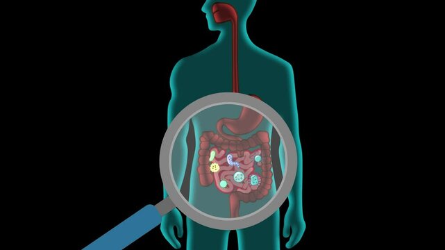A magnifying glass hovers over a human body, zooming in on the stomach and revealing bacteria inside. microbiome research, gut health, and digestion concept
