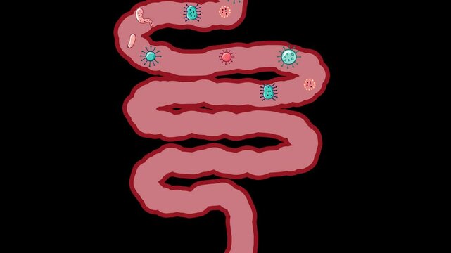 Bacteria and Germs Moving Through the Intestines. Flat design animation focusing on the intestinal colon with bacteria and germs passing through. gut microbiota, digestion, and microbiology concept