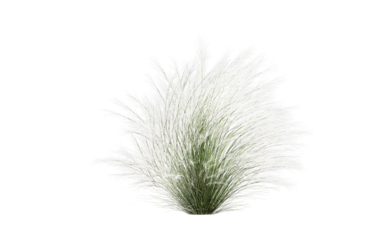 3d render of feather grass,  isolated over transparent background, PNG cut-out