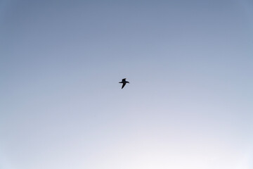 flying seagull with fog on the sea in the morning
