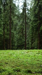 Fototapeta premium Lush forest meadow, misty day, nature scene, tranquil background, suitable for wallpaper or nature desktop