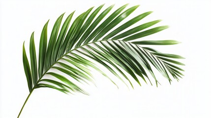 Obraz premium A vibrant green leaf rests elegantly on a clean white background, highlighting its natural beauty and simplicity.