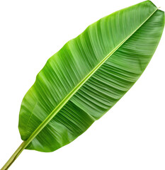 Vivid Green Banana Leaf