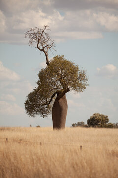 The Australian boab tree - Adansonia gregorii - Queensland
