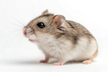 roborovski hamster isolated on white background