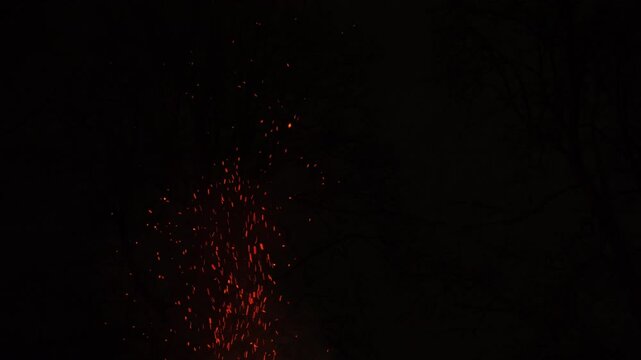 Burning tree roasting marsh mallows