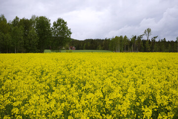 rapeseed field in summer