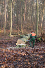 Holzfäller mit Motorsäge  bei der Arbeit