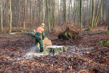 Holzfäller mit Motorsäge  bei der Arbeit