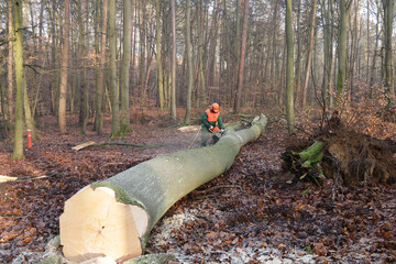 Holzfäller mit Motorsäge  bei der Arbeit