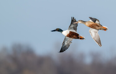 Obraz premium Female and male northern shovelers in flight.