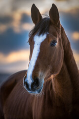 Portret gniadego konia na tle zachodu słońca – elegancja i spokój w naturze. Ciepłe światło podkreśla detale sierści i wyraziste spojrzenie, oddając majestatyczny charakter tego zwierzęcia. © Anna