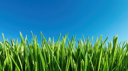 Obraz premium Fresh green grass against a clear blue sky. Perfect for spring/summer themes