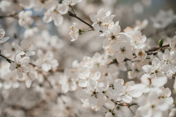 Cherry blossom
