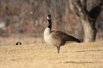 Canada Goose 
