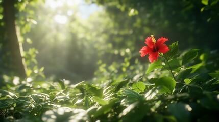 Obraz premium Red hibiscus, jungle sunrise, vibrant foliage. Nature background, ideal for serenity themes