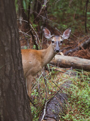 Small Deer in the Forest in south Carolina