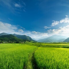  春の田園風景 稲作の田んぼや野原が広がる風景。遠くに見える山々と空との間に広大な余白が確保され、自然な背景として利用可能。