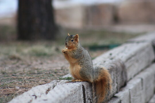 Squirrel on ledge