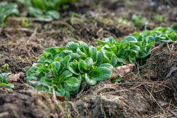 Gemüse im Garten anbauen im Winter, Feldsalat
