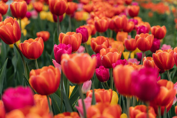 Tulips