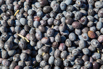 Close-up image of dusty and medicated olives