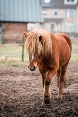 icelandic horse stallion pretty 3 year old 