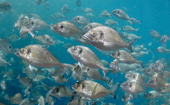 School of fish  gilt-head bream (Sparus aurata)  Mediterranean sea