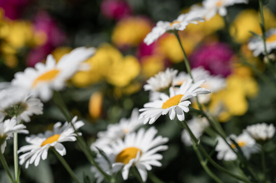 Chamomile flowers