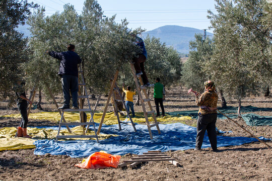 olive harvest time and working people - Powered by Adobe
