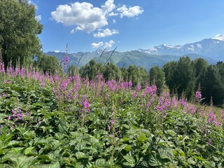 flowers in the mountains