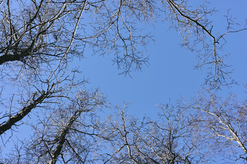 Forest photography of the Olterudelva Valley in February, Toten, Norway.