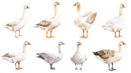 Fototapeta premium Watercolor Illustration of Diverse White Geese
