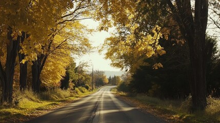 Fototapeta premium Autumnal Road Through Golden Canopy